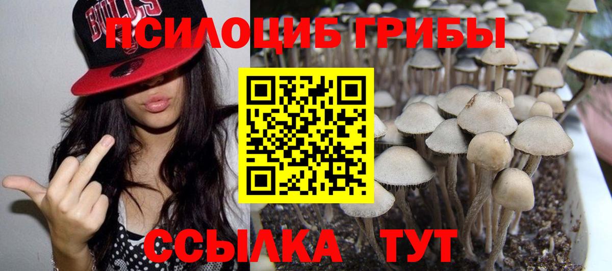 Галлюциногенные грибы Psilocybe Камышин