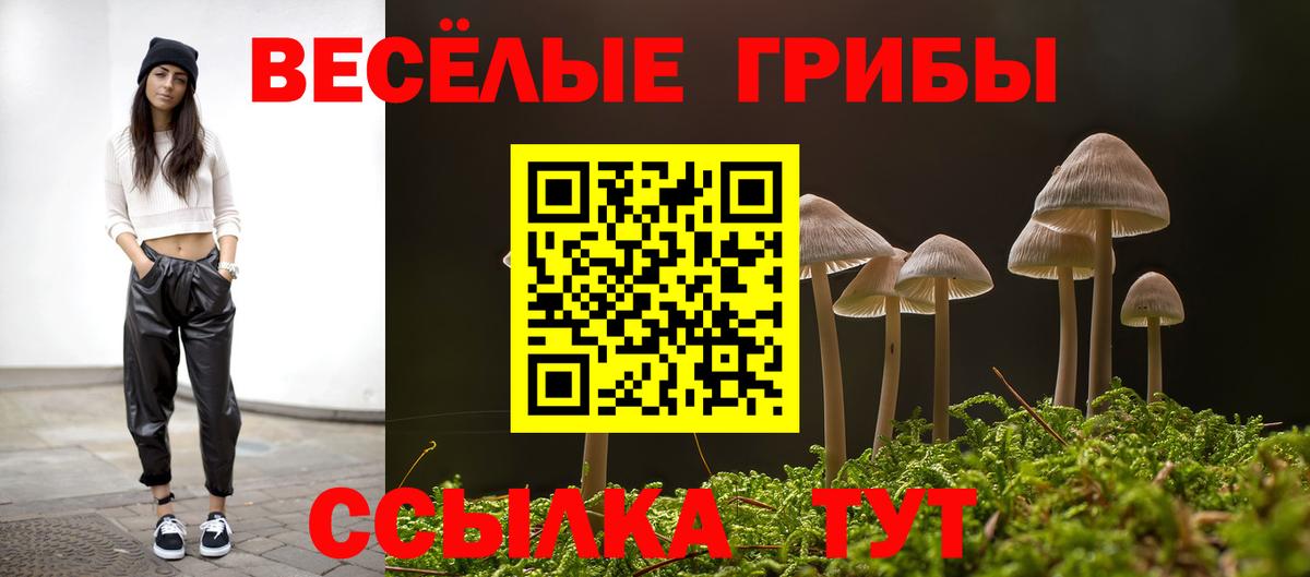 Псилоцибиновые грибы прущие грибы  Камышин  Псилоцибиновые грибы GOLDEN TEACHER 